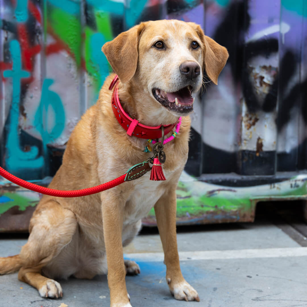 Dog-with-a-mission-honden-halsband-pink-star