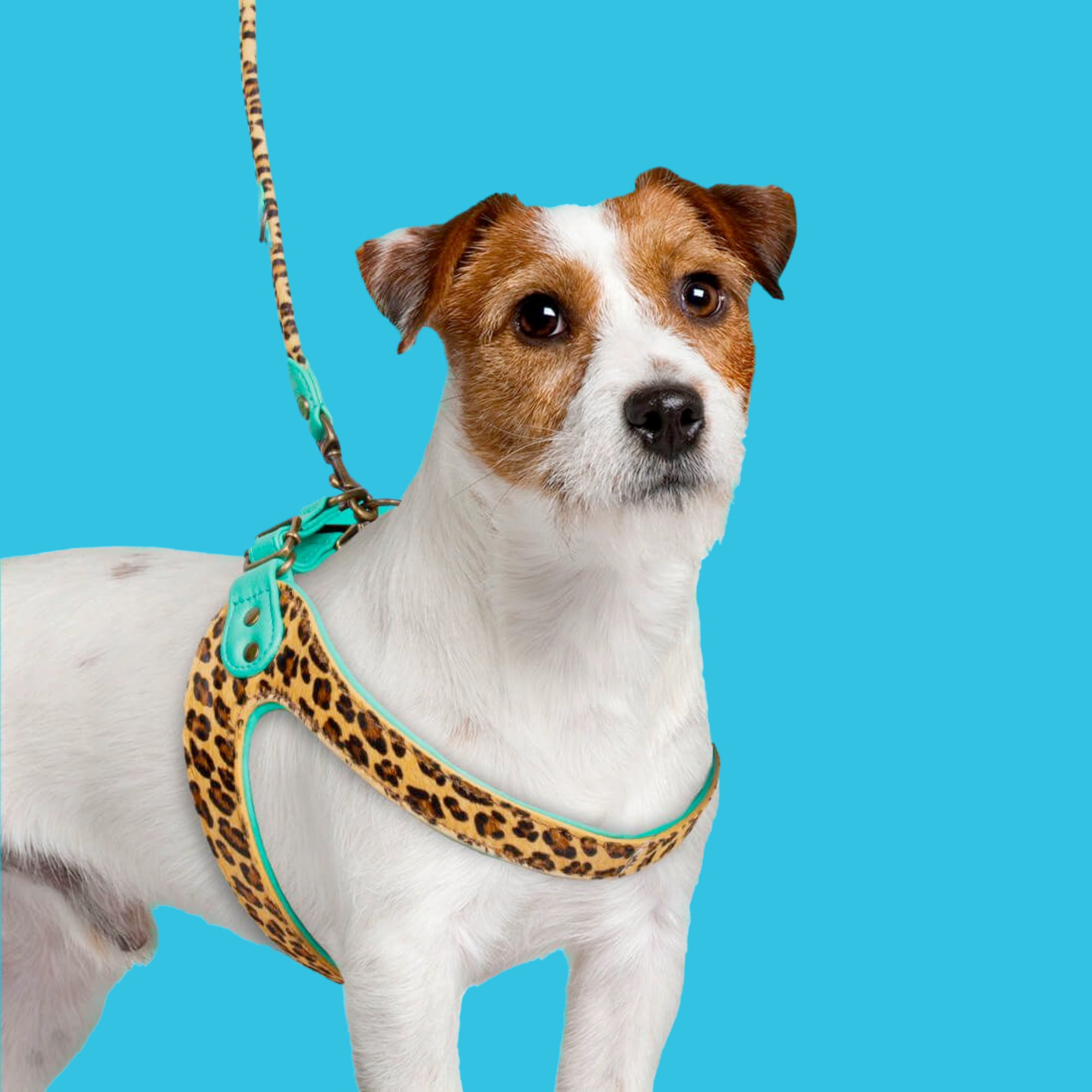 Dog-with-a-mission_honden-tuigje-kwaliteit-posh