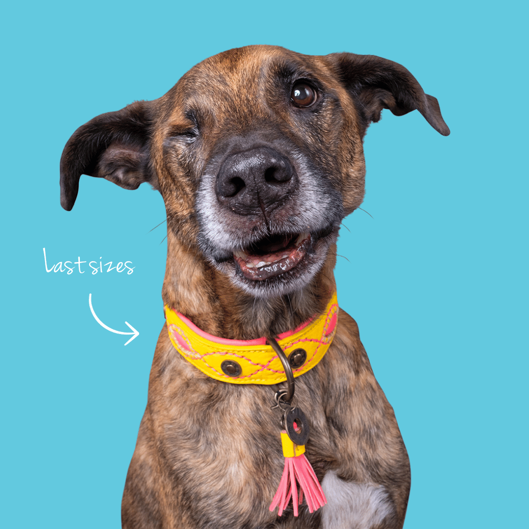 Dog with a Mission_Jessy_leather collar_yellow_sale