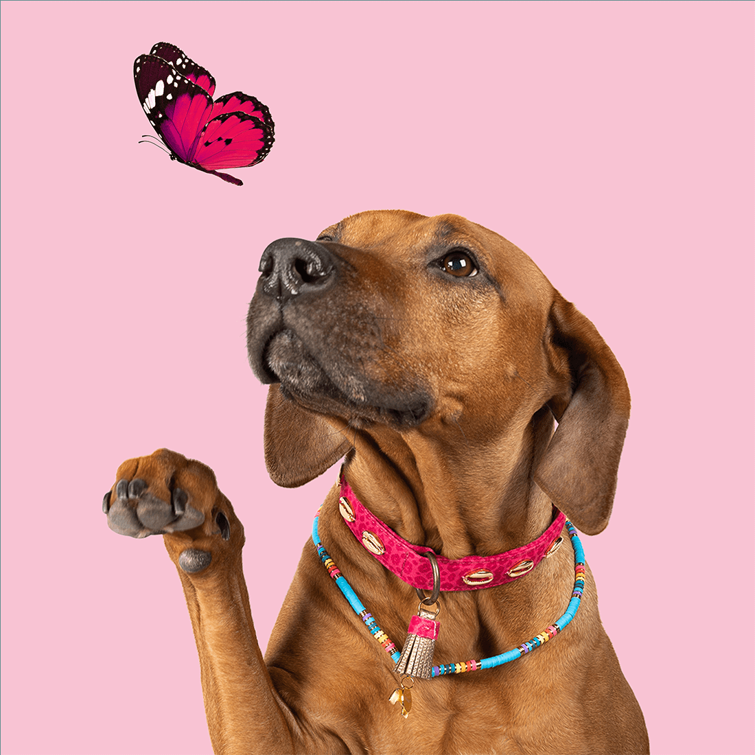 dog-with-a-mission-rainbow-ketting-dog-necklace-alle-maten-dwam