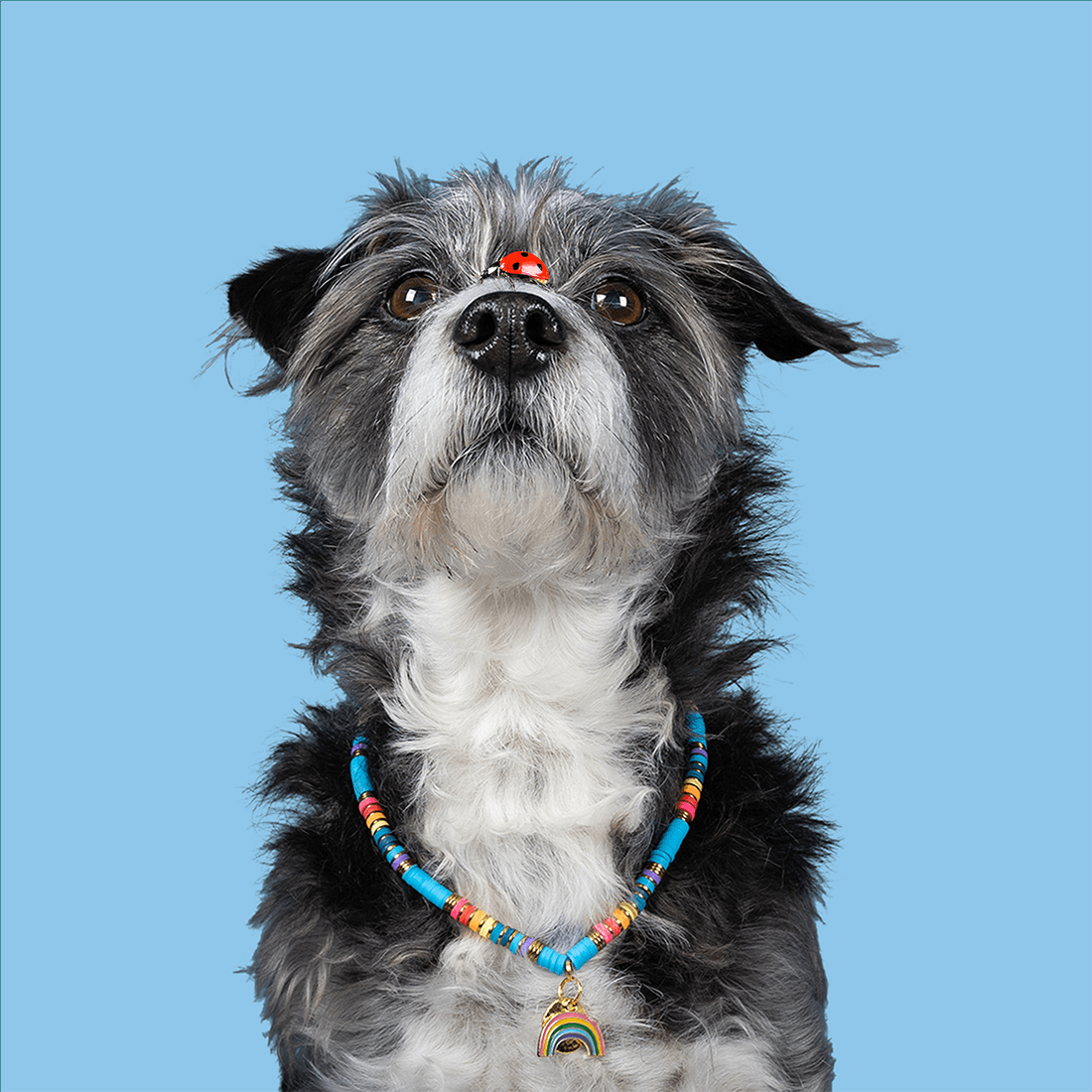 dog-with-a-mission-rainbow-ketting-dognecklace-alle-maten-dwam