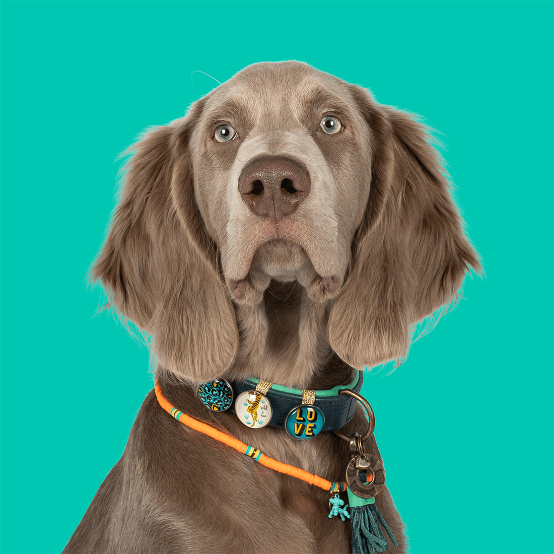 Dog-with-a-mission-uniek-kleurrijk-honden-accessoires-buttons