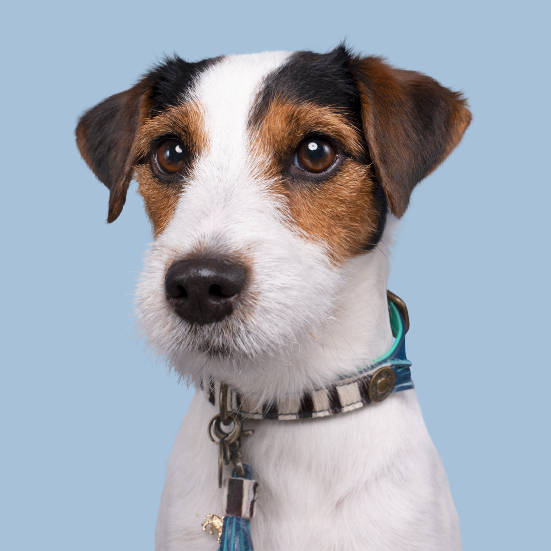 dog-with-a-mission-zebra-leer-uniek-Zara-hondenhalsband-collar