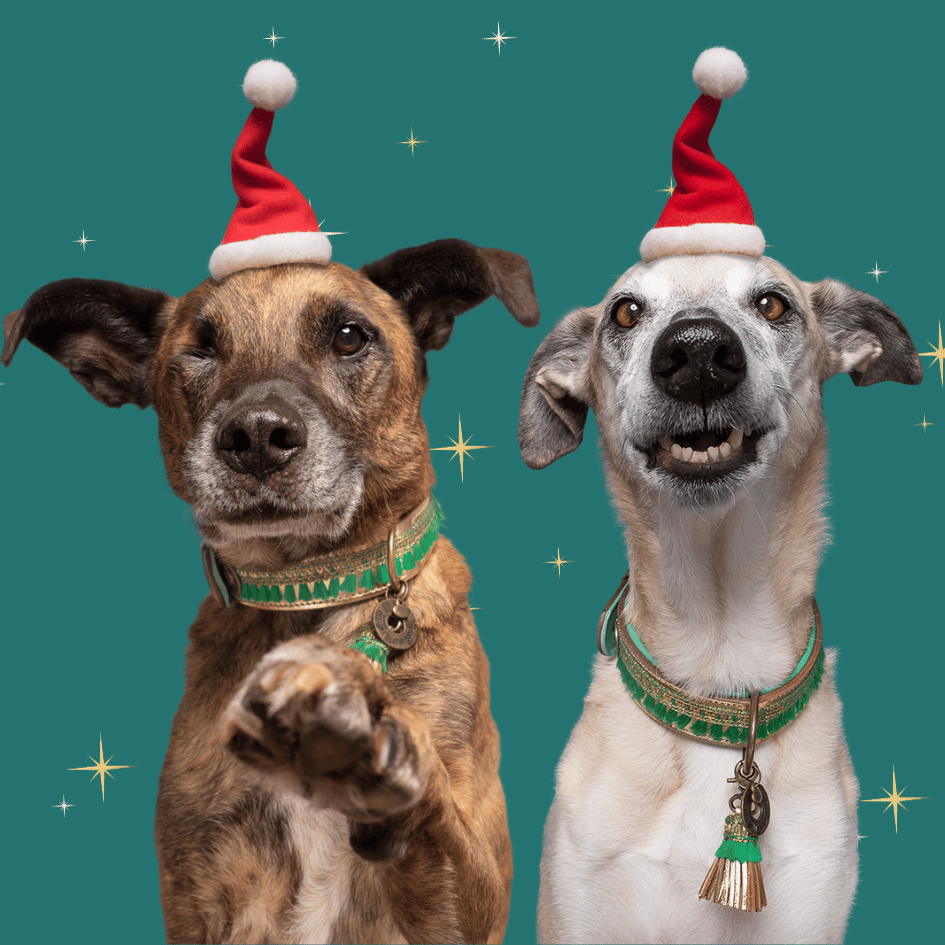 dog-with-a-missions-gold-green-christmas-collar_party-animal