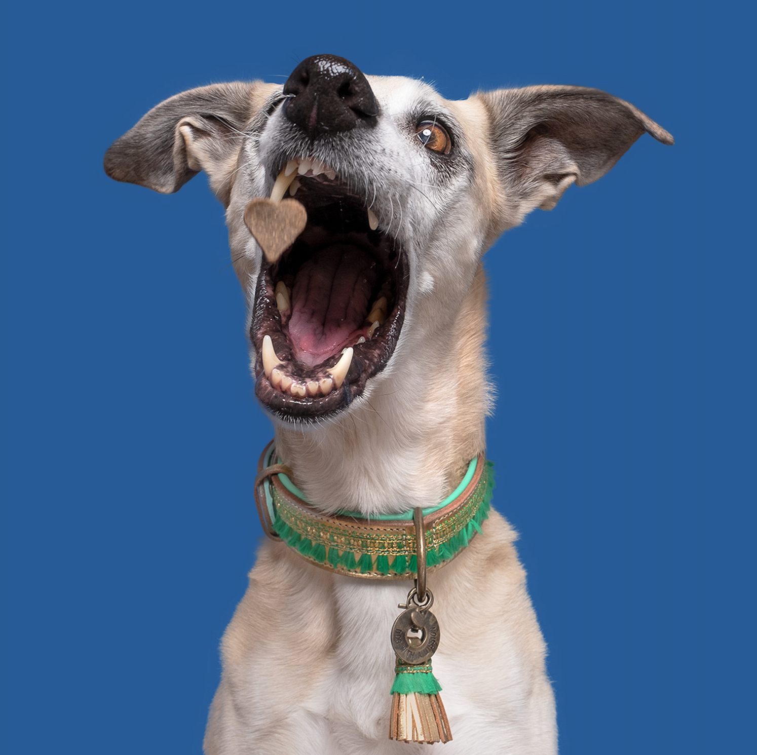 dog-with-a-missions-gold-green-christmas-collar