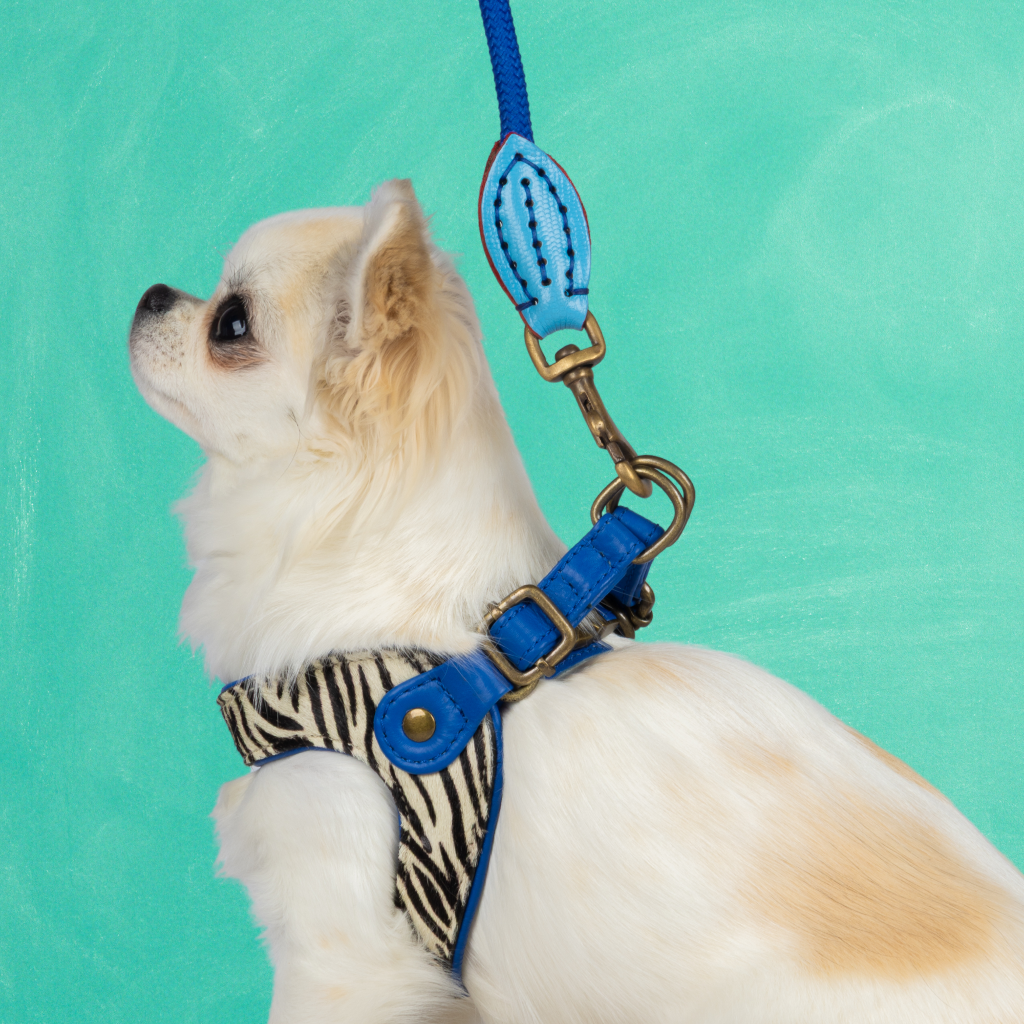 Dandy Hundegeschirr Größe 2 (28-31 cm)