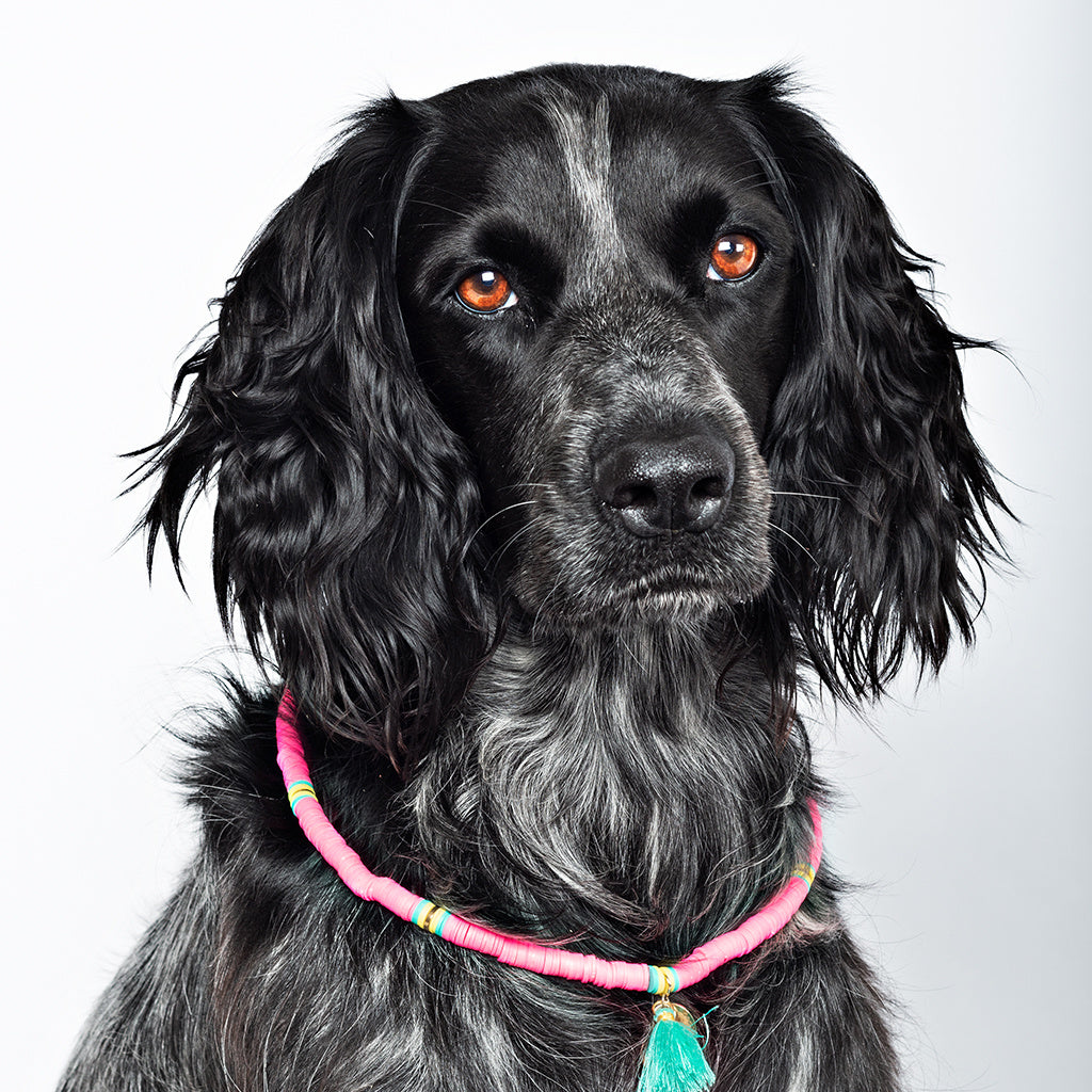DOGWITHAMISSION_NECKLACE-BondiBeach-model2