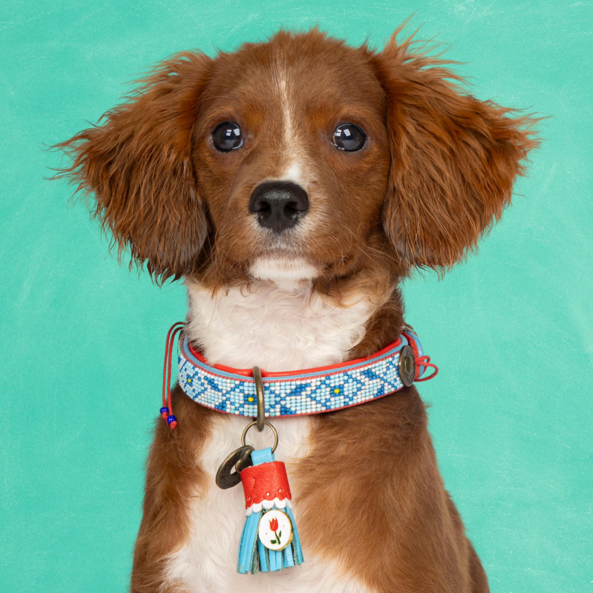 Dutchie Hondenhalsband XS (Halsomvang 23-29 cm / 2 cm)