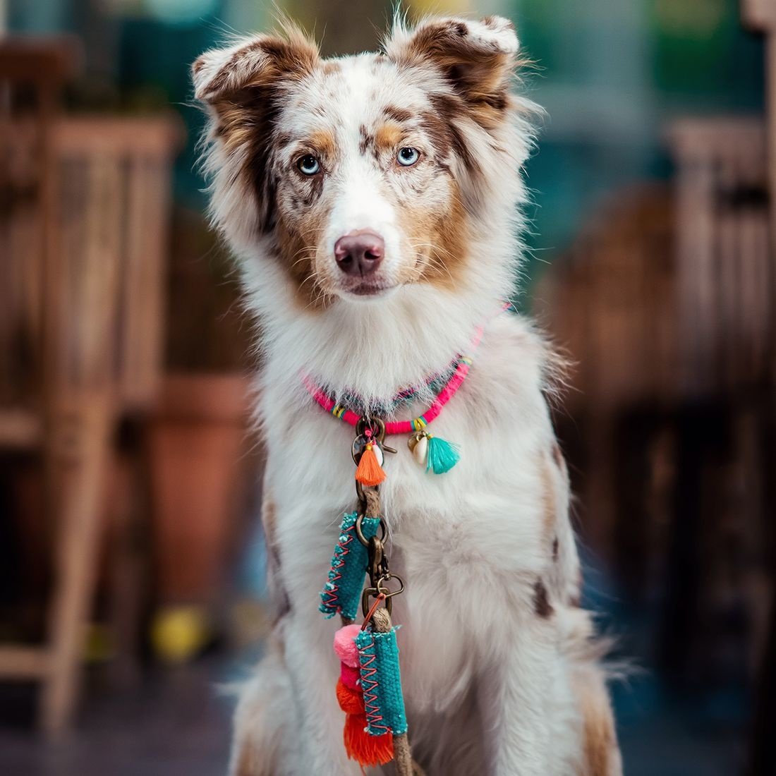 DWAM_NECKLACE-BondiBeach-Dog1