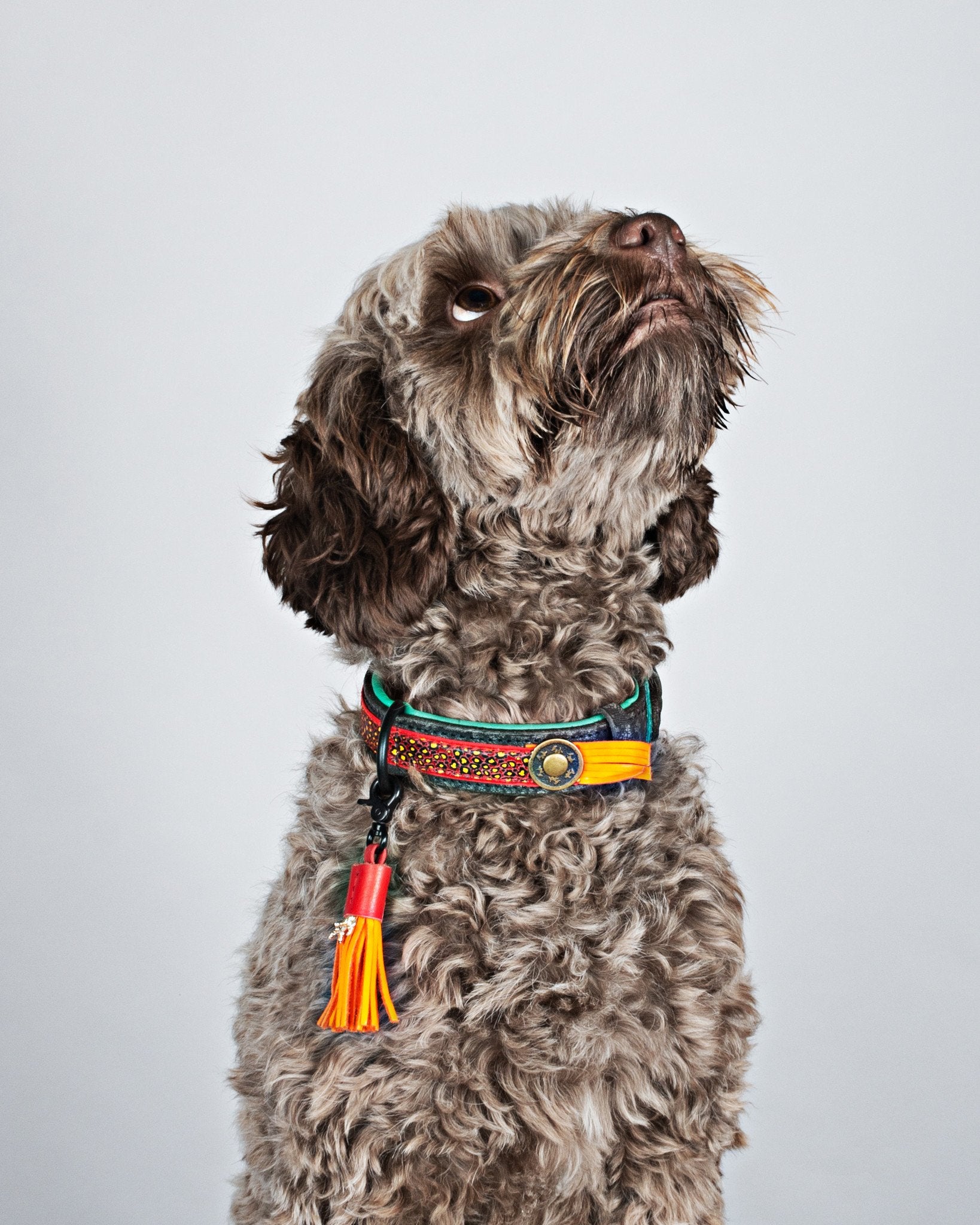 DWAM Red Robin dogcollar