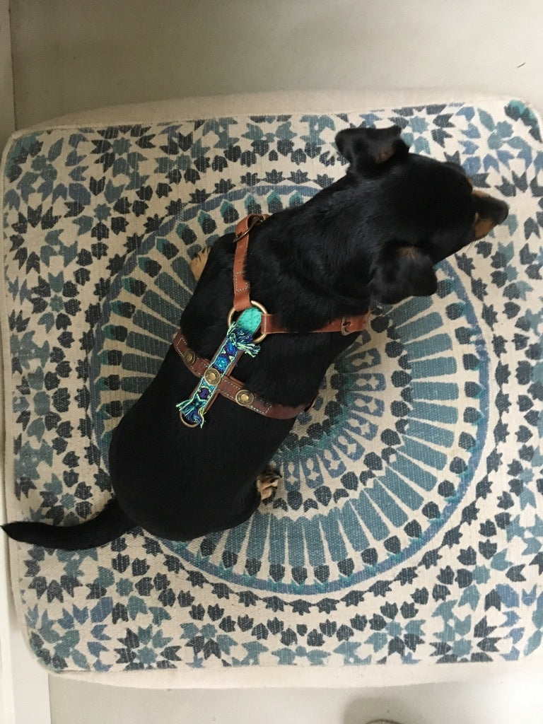 F95C4446-2800-4144-AD22-0D23B4C6448B_1_105_c