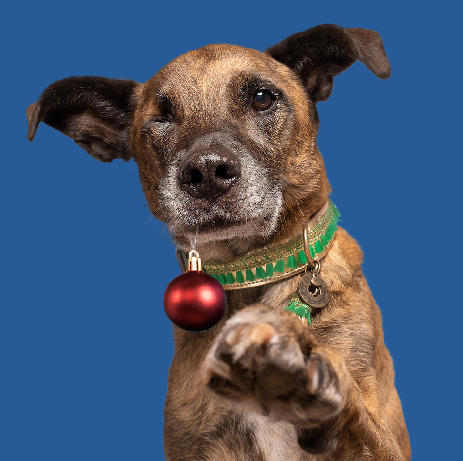 gouden-groene-kerst-halsband-dog-with-a-mission