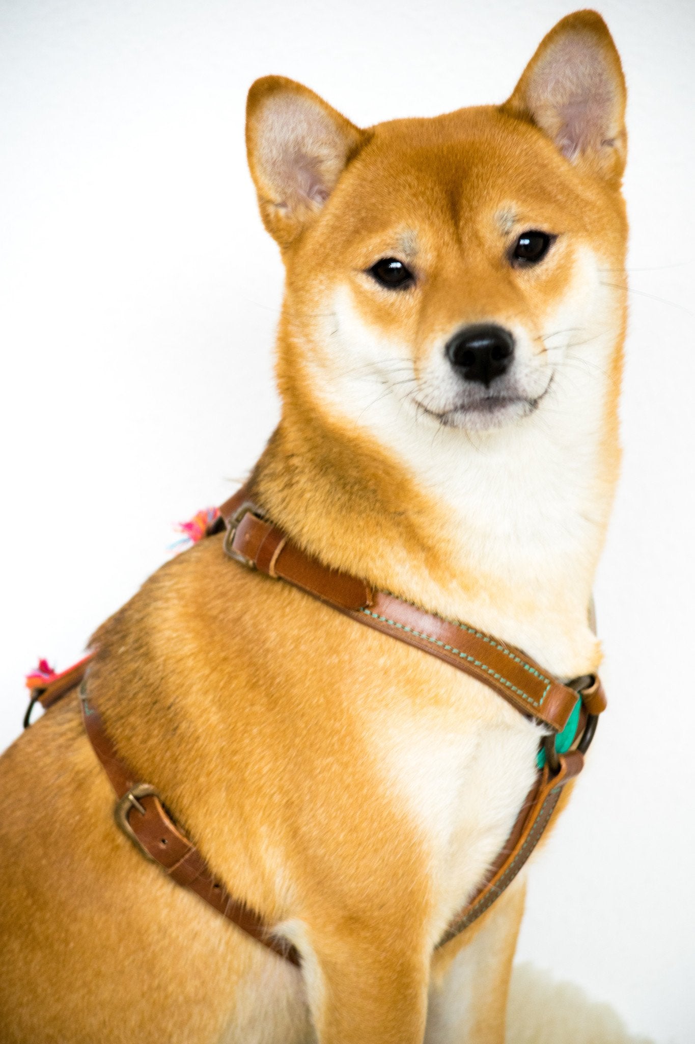 Ibiza honden tuig Rosa DWAM