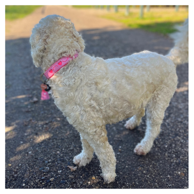  Sweety Dog Collar L (Neck Size  38-47 cm / 4 cm)