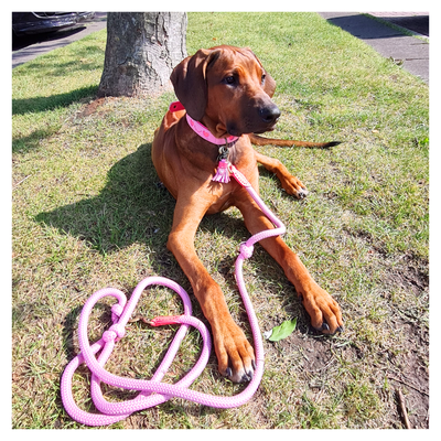  Sweety Dog Collar L (Neck Size  38-47 cm / 4 cm)