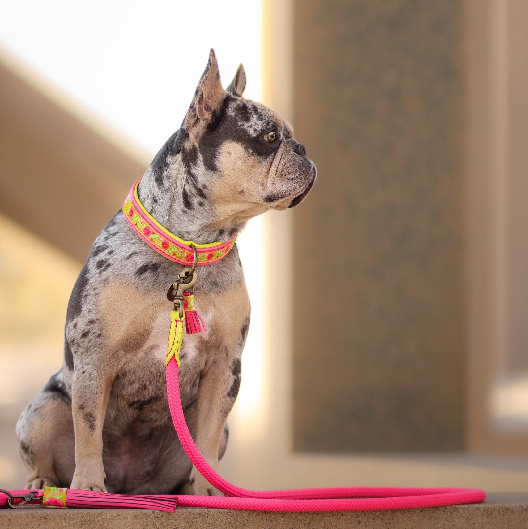 Lotus Dog Leash S (165 cm X 1 cm)