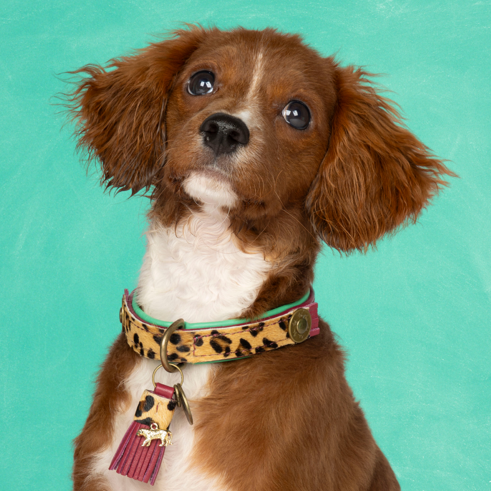 Lou Lou Hondenhalsband XS (Halsomvang 23-29 cm / 2 cm)