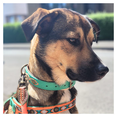 Urban Janis Hondenhalsband M (Halsomvang  32-39 cm / 2,5 cm)