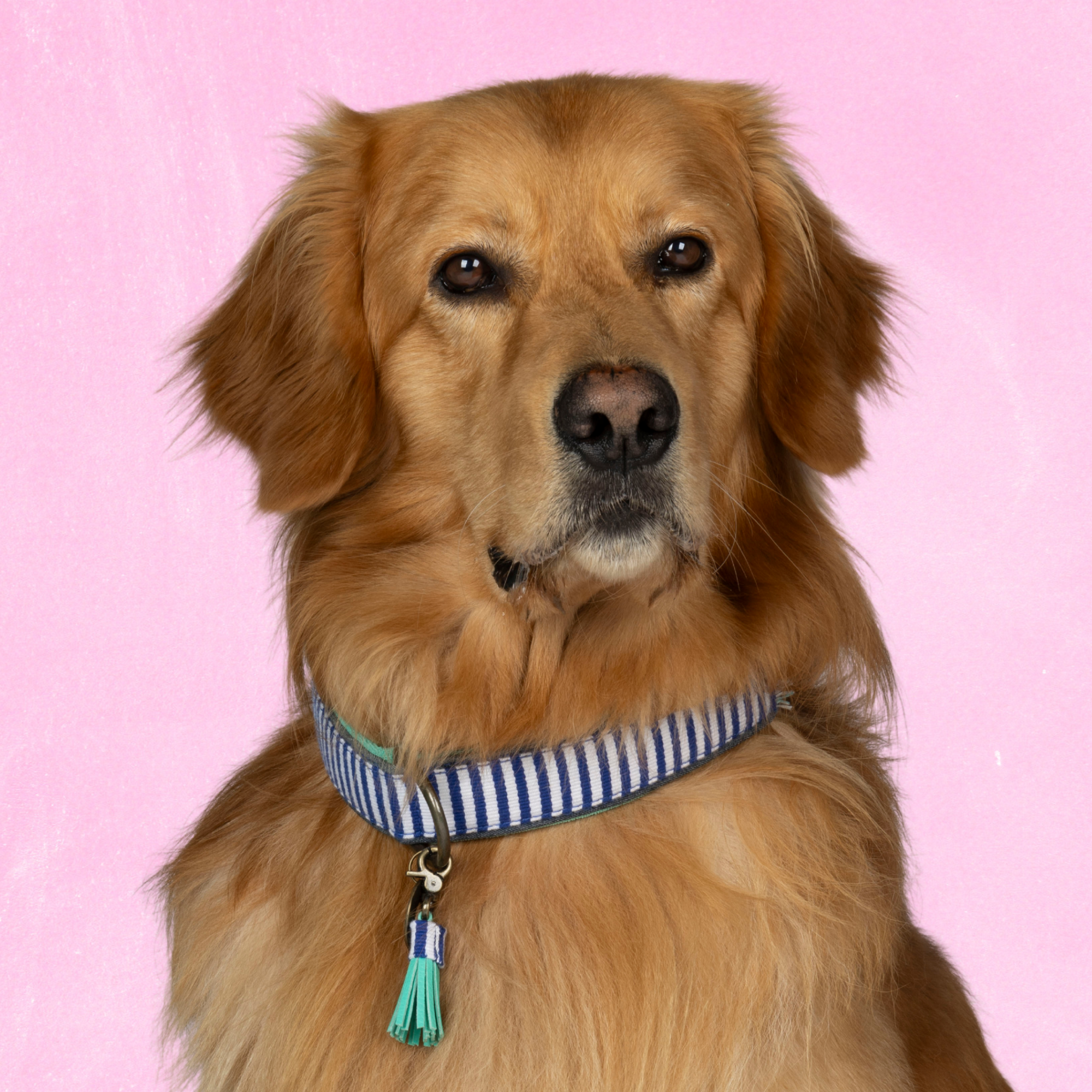 Mr Cruise Hondenhalsband XL (Halsomvang  47-57 cm / 4 cm)