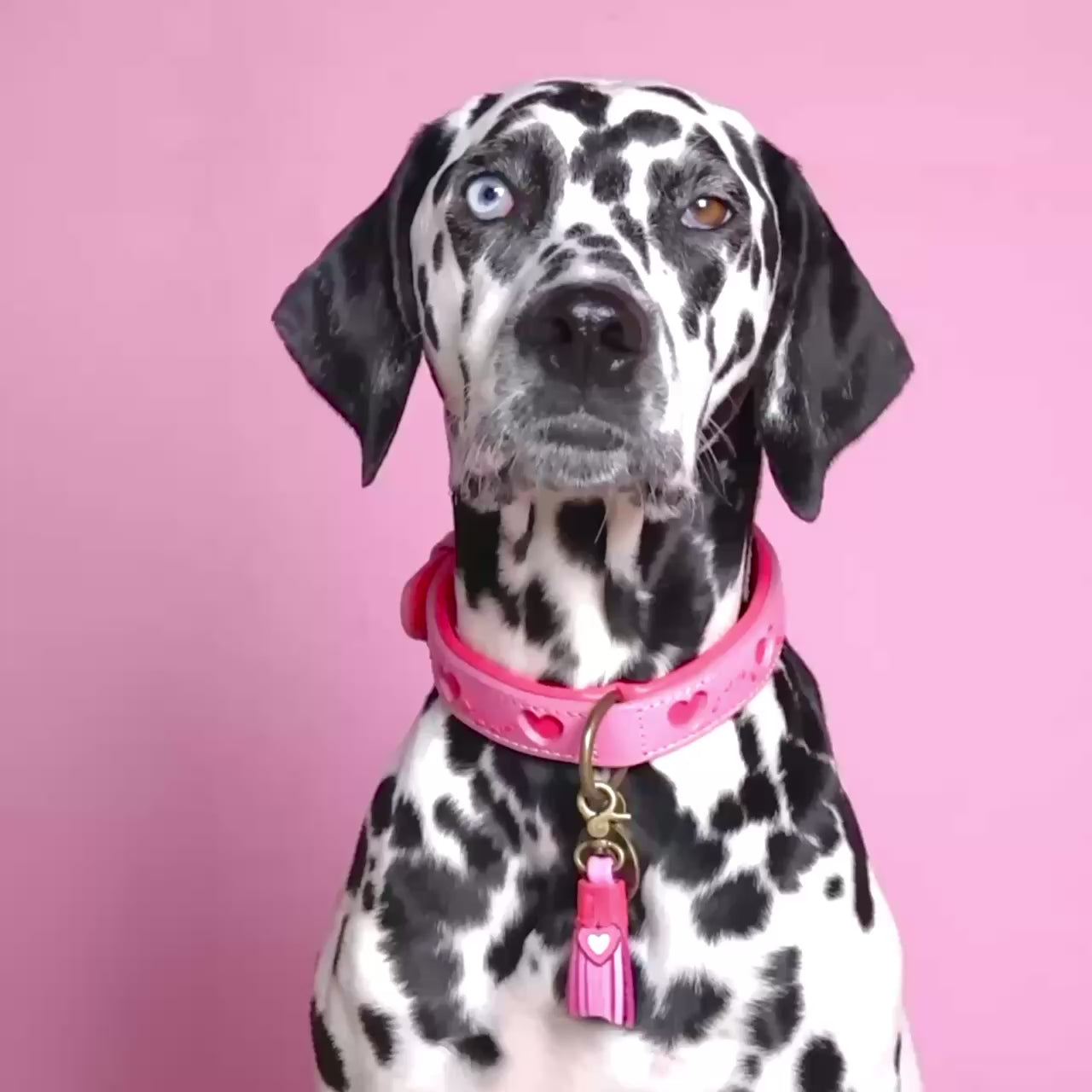 Roze leren hondenhalsband Sweety met hartjesprint maat M - Dog with a Mission