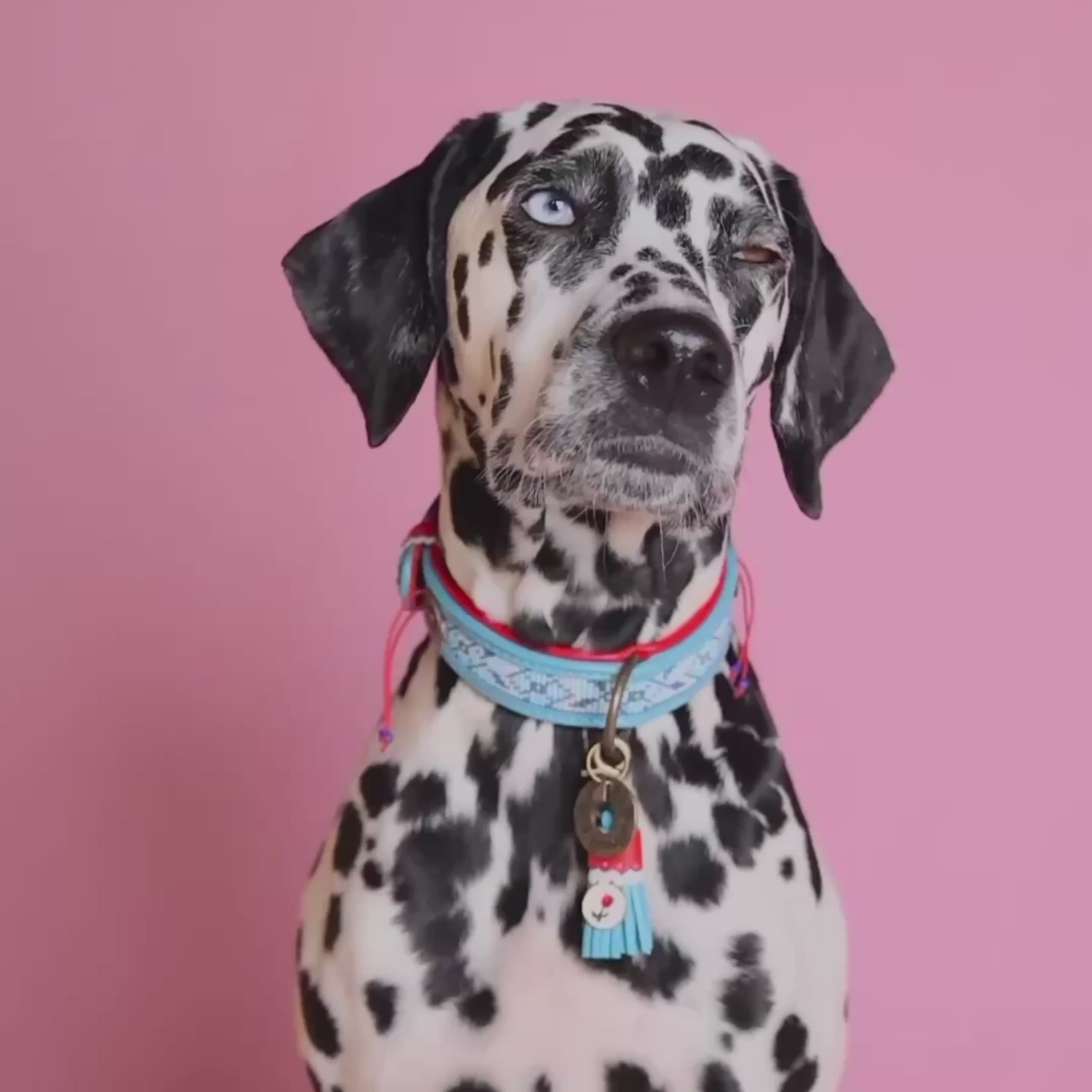 Dutchie hondenhalsband met blauwe kralen, rode details en blauw kwastje op leer