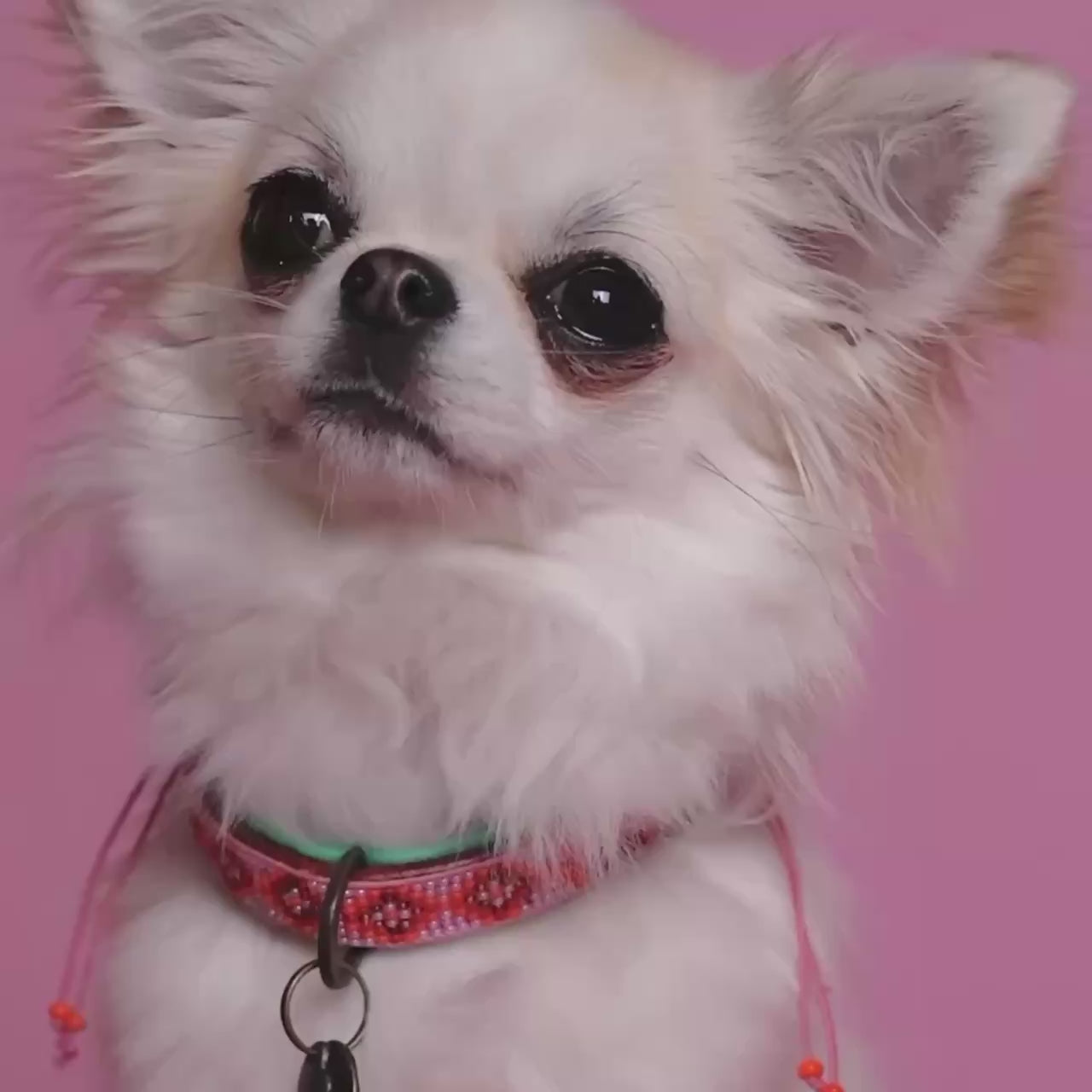 Sweet Mae hondenhalsband met roze kralen en oranje accenten op bruin leer met turquoise binnenkant