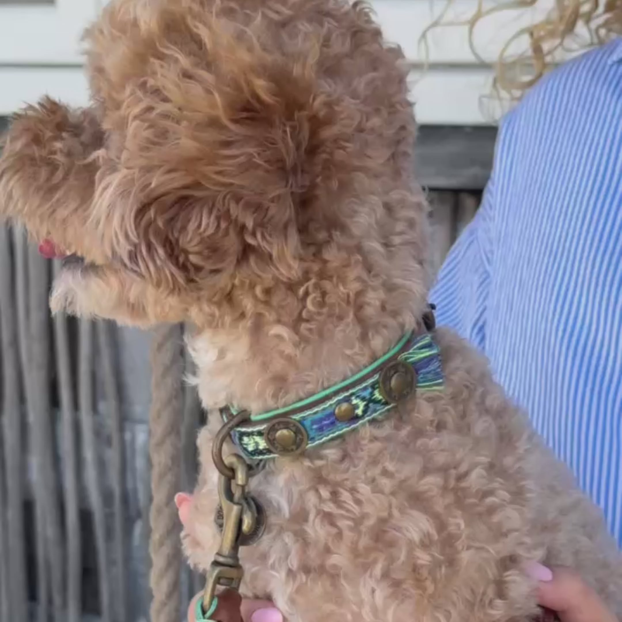 Boho Juan blauwe bestseller halsband leer handgemaakt van Dog with a Mission