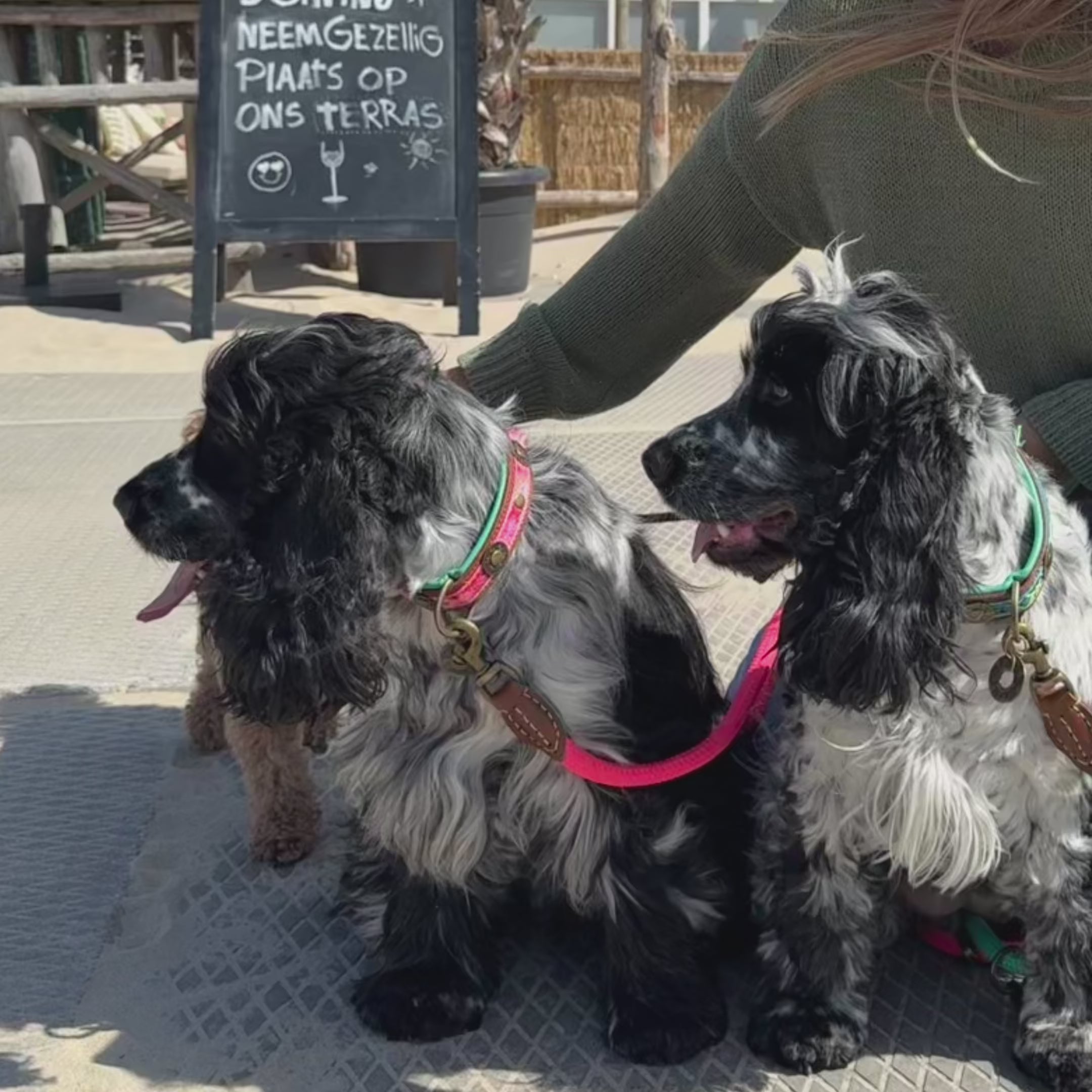 Productvideo van de Sugarbabe hondenriem in actie; twee honden op een terras met de kleurrijke DWAM riemen en messing details.