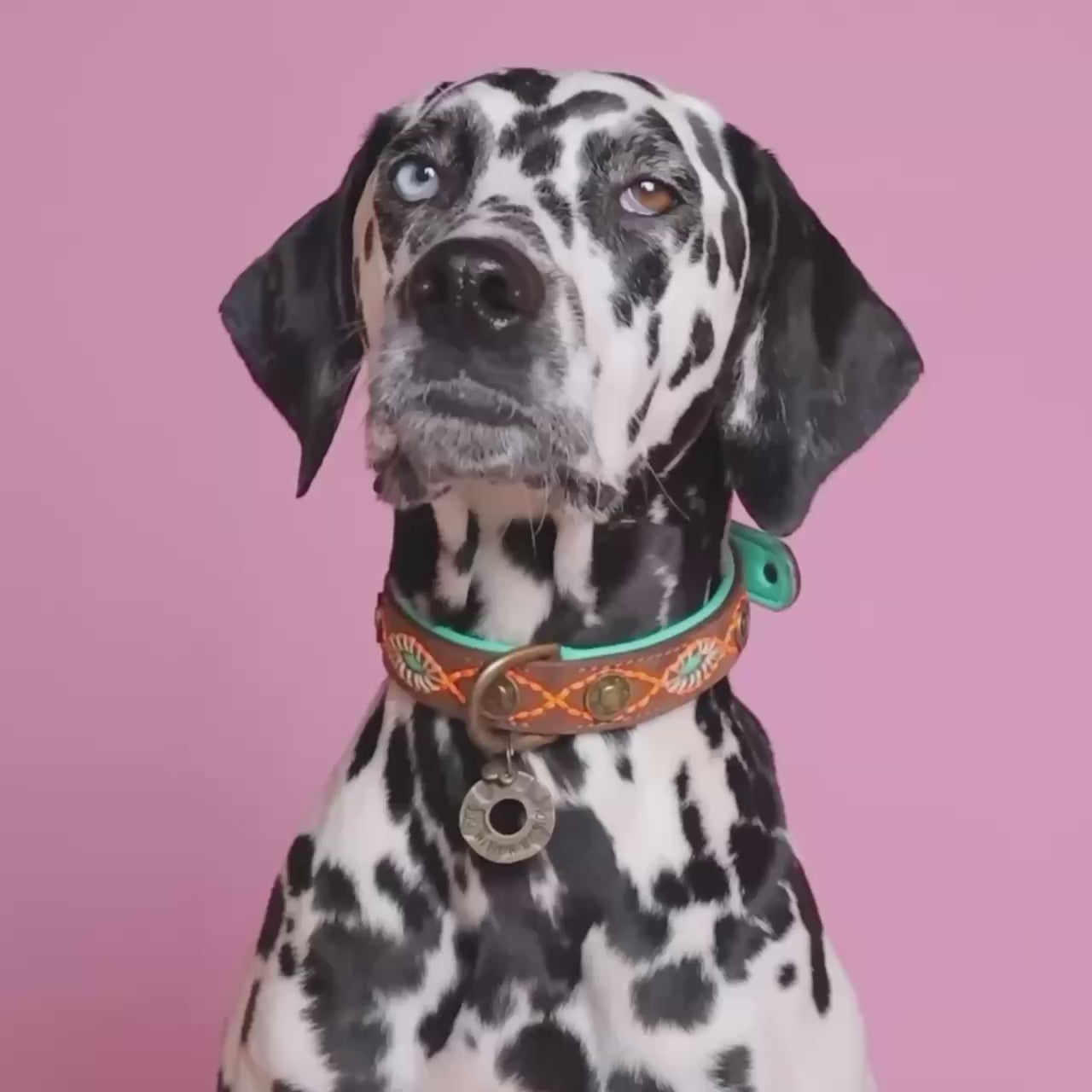 Joplin hondenhalsband - handgemaakte leren halsband in turquoise met gouden accenten van Dog with a Mission