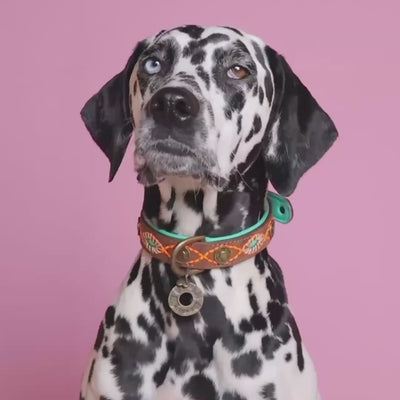 Joplin hondenhalsband - handgemaakte leren halsband in turquoise met gouden accenten van Dog with a Mission