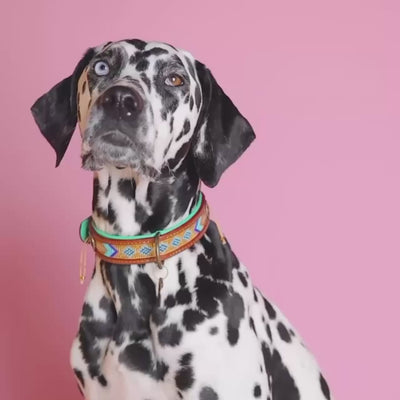 ndi Moon hondenhalsband - handgemaakte leren halsband met gouden kralen en turquoise accenten van Dog with a Mission