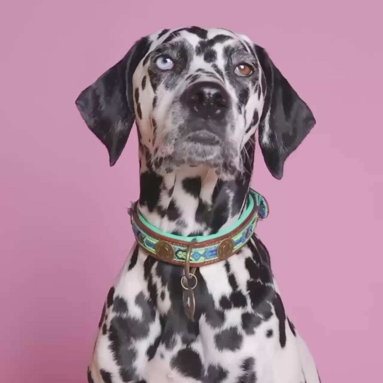 Boho Juan blauwe leren halsband met kwastje Ibiza stijl - Dog with a Mission