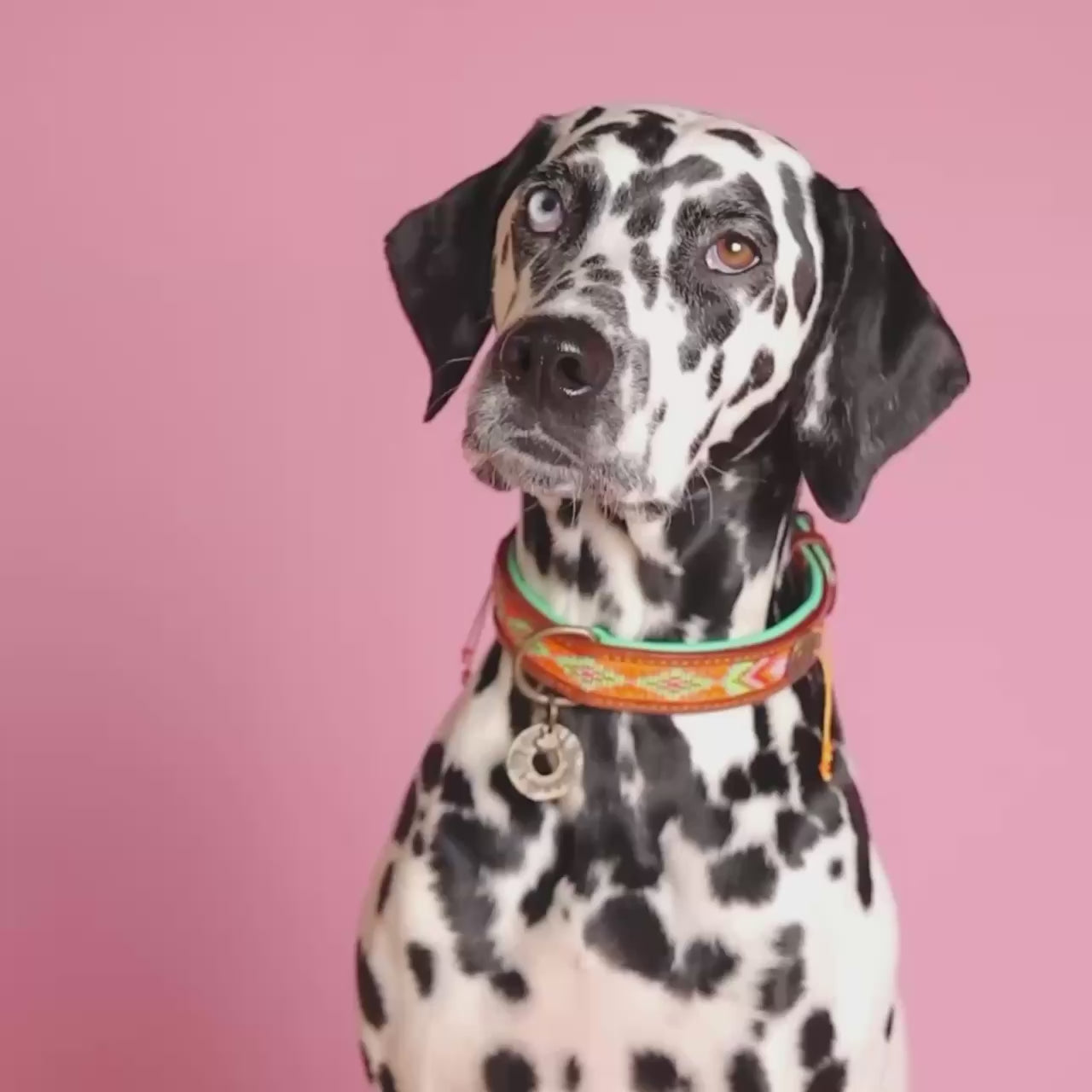 Tiger Lily hondenhalsband - handgemaakte leren halsband met oranje en gele kralen van Dog with a Mission