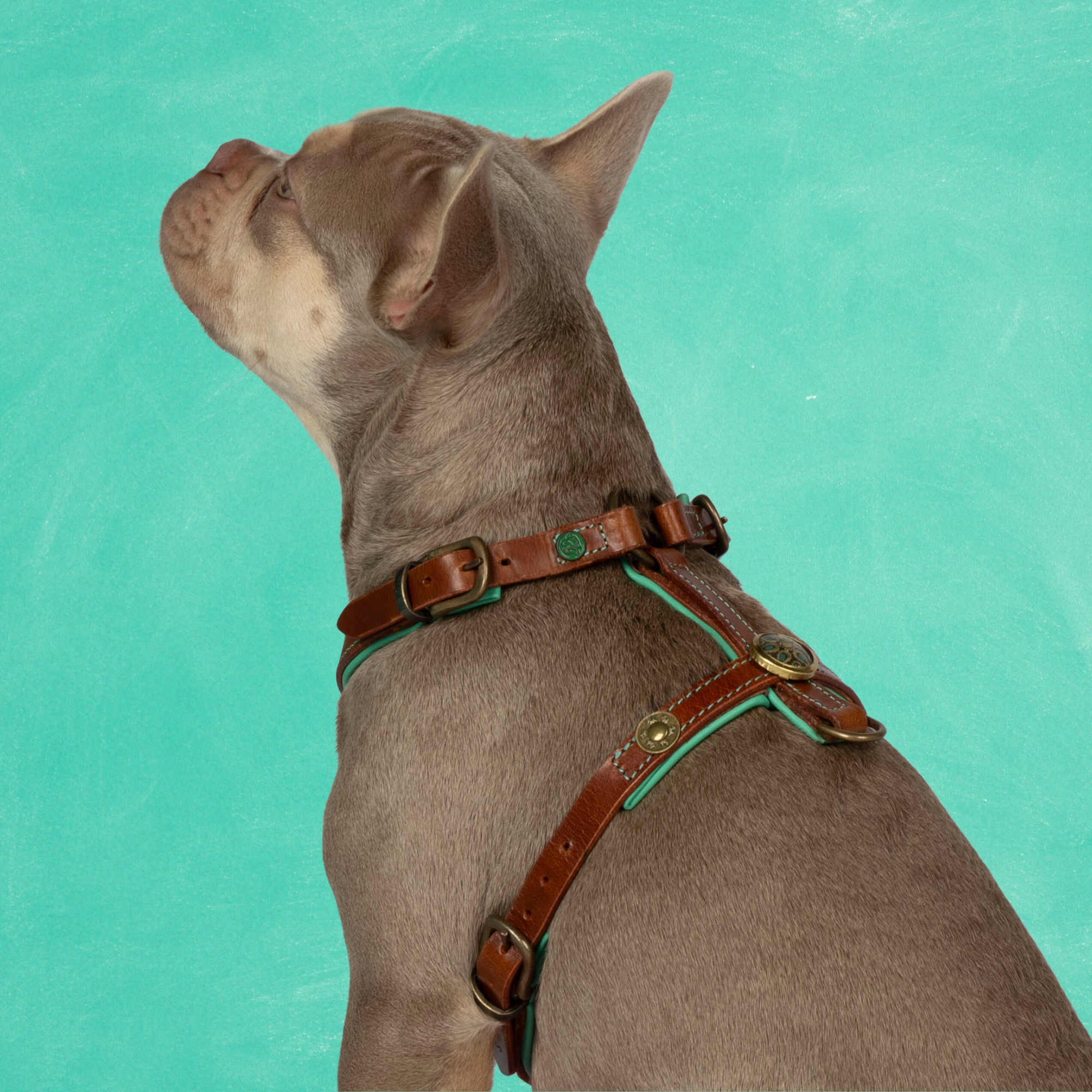 Rock Tuigje XL (73,5-92 cm)