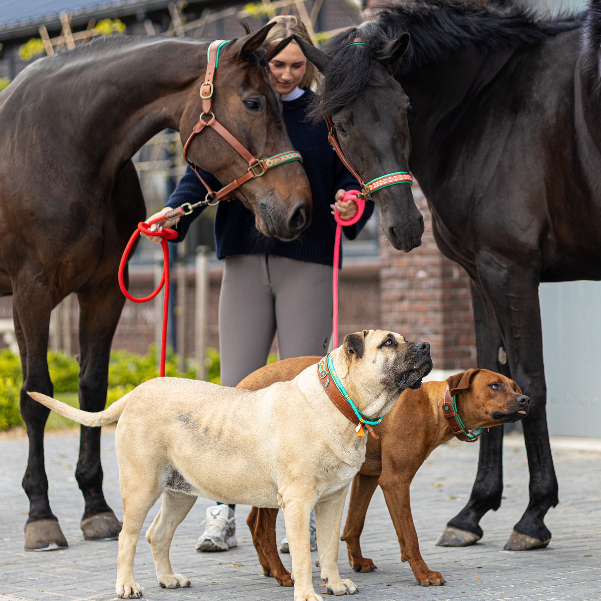 Sweet Mae Paardenhalster - Full