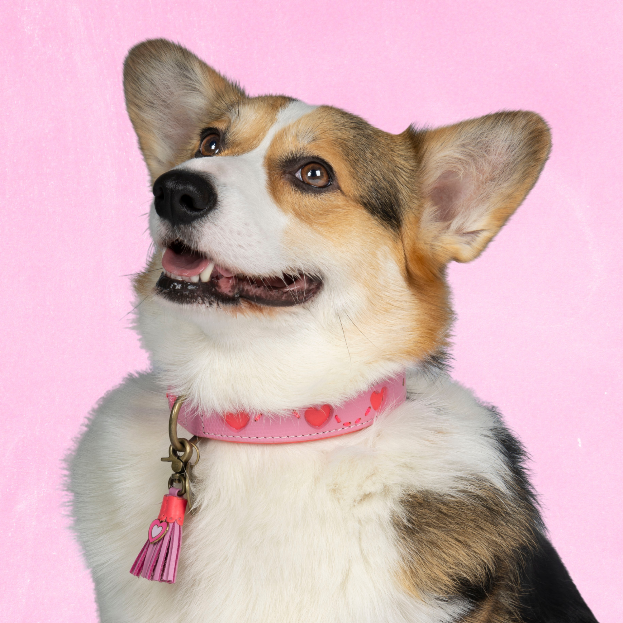 Sweety Hondenhalsband L ( Halsomvang  38-47 cm / 2,5 cm)