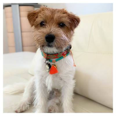 Beads  Tiger Lily Dog Collar XXS (Neck Size 19-24 cm / 2 cm) 