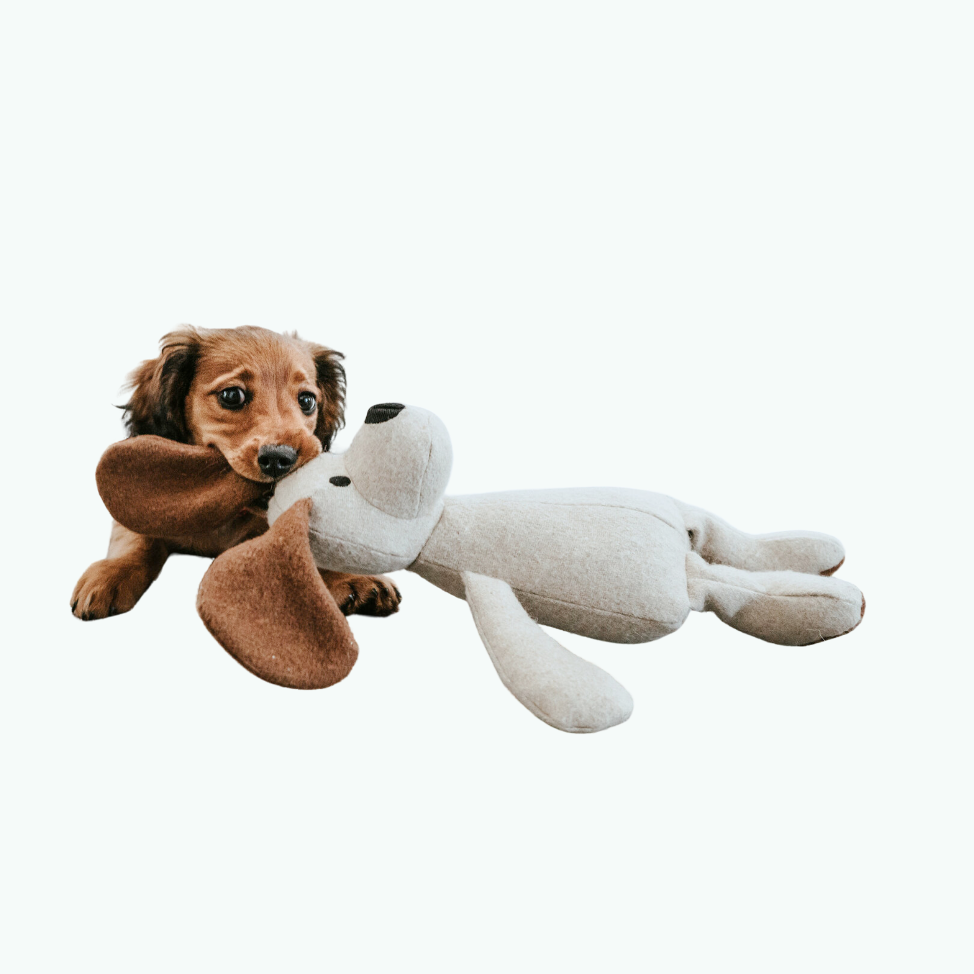 Toy dog Dog (2)