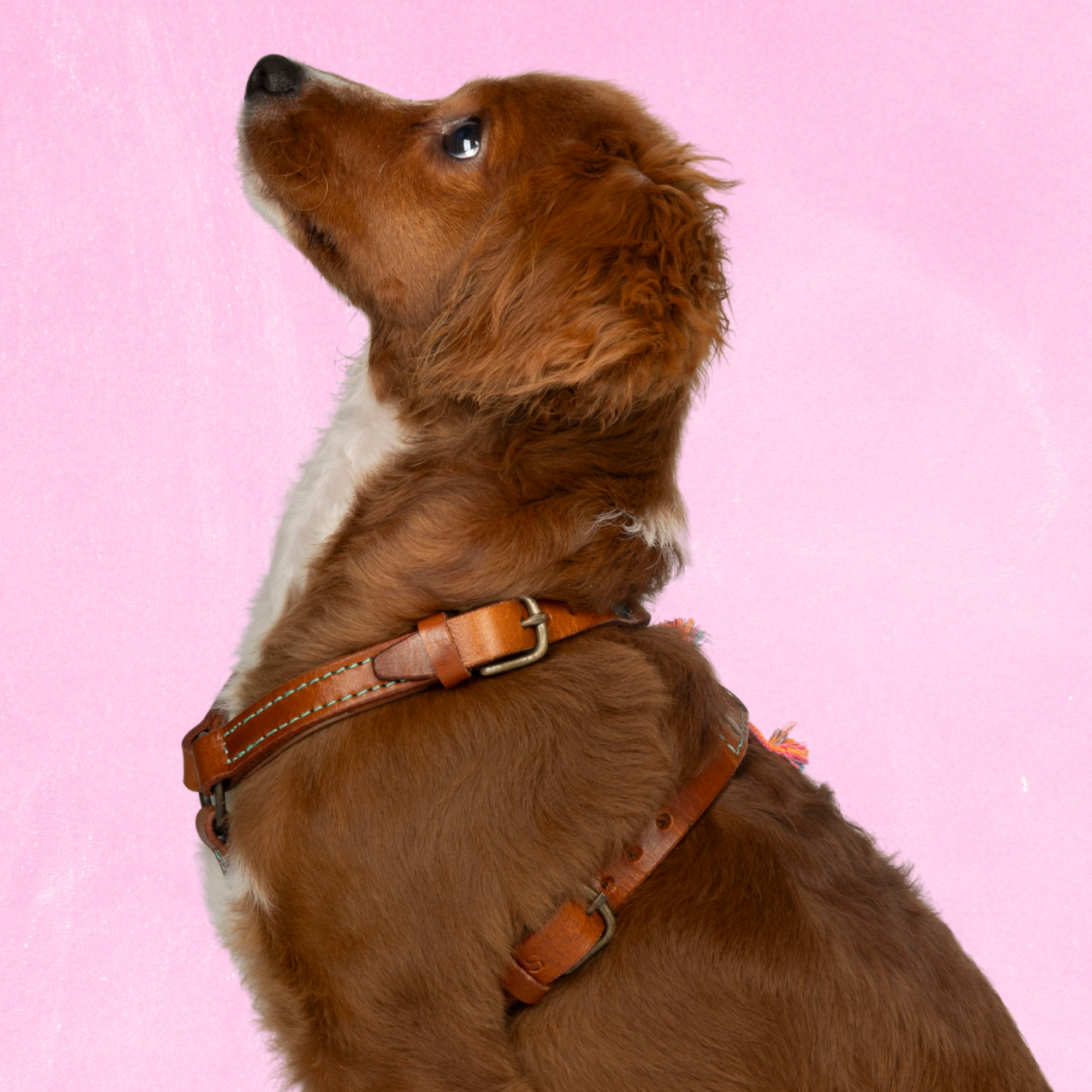 Boho Rosa Tuigje XXS (33-39 cm)