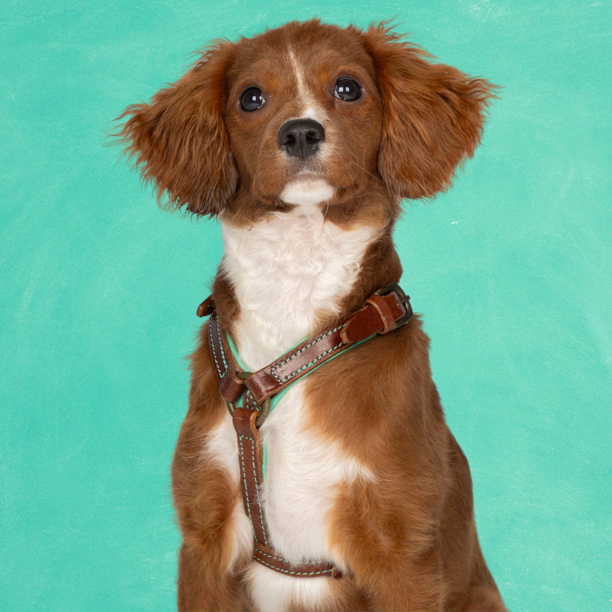 Rock Tuigje XXS (33-39 cm)