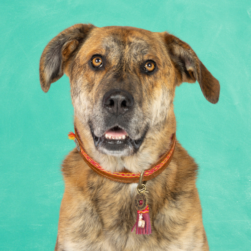 Bruine hond met de Yuki hondenhalsband van bruin harig buffelleer met boho band en charm met lama-bedeltje