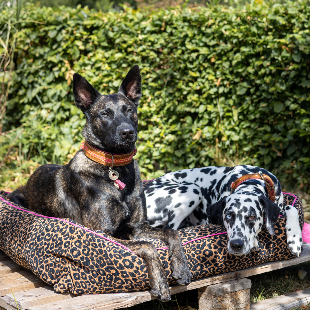Hollandse herder en Dalmatiër met Yuki hondenhalsband op een luipaardprint hondenmand