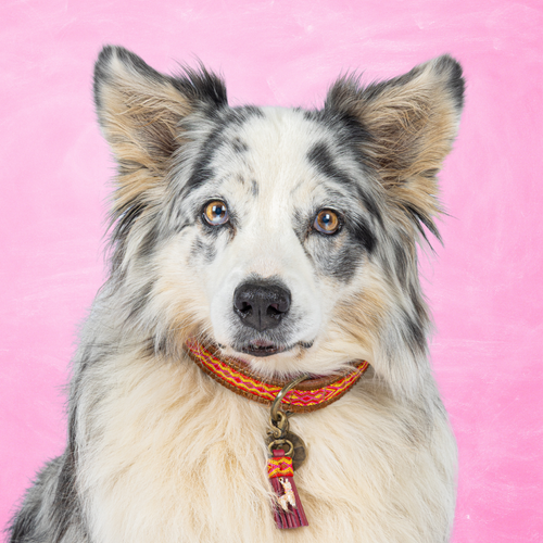 Hond met blauw-merle vacht en de Yuki hondenhalsband L (2,5 cm) van harig buffelleer met boho band en lama-charm, roze achtergrond