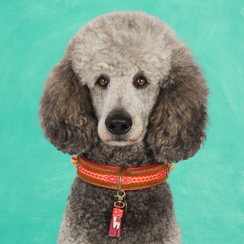 Grijze poedel met de Yuki hondenhalsband L (4 cm) van harig buffelleer met rood-oranje boho band en lama-charm, turquoise achtergrond