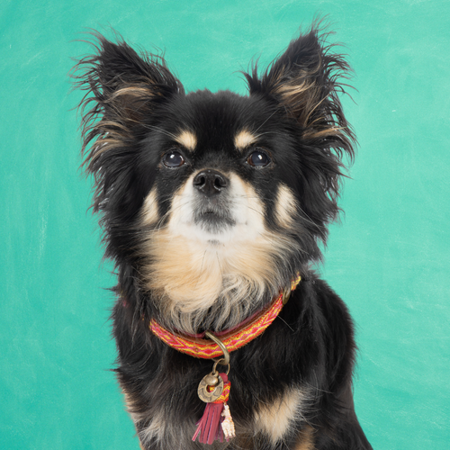 Kleine zwarte langharige hond met de Yuki hondenhalsband XS (2 cm) van harig buffelleer met boho band en lama-charm