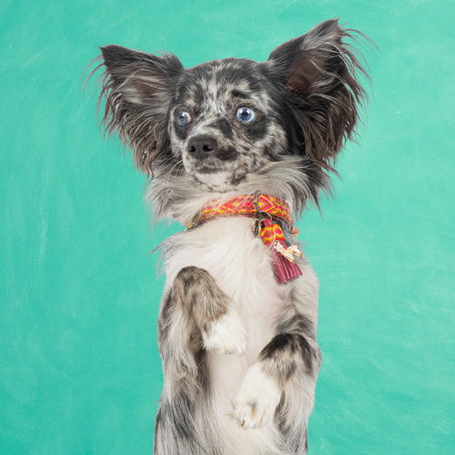 Kleine grijs-witte hond met de Yuki hondenhalsband XXS van harig buffelleer, boho band en lama-charm, tegen een turquoise achtergrond