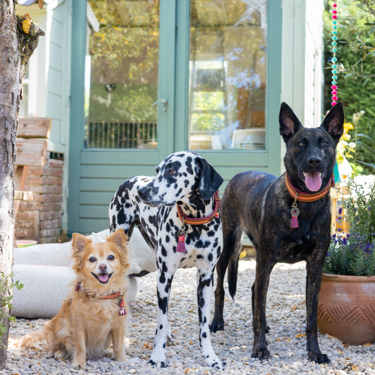 Chihuahua, Dalmatiër en Hollandse herder in de tuin, alle drie met een Yuki hondenhalsband met charm