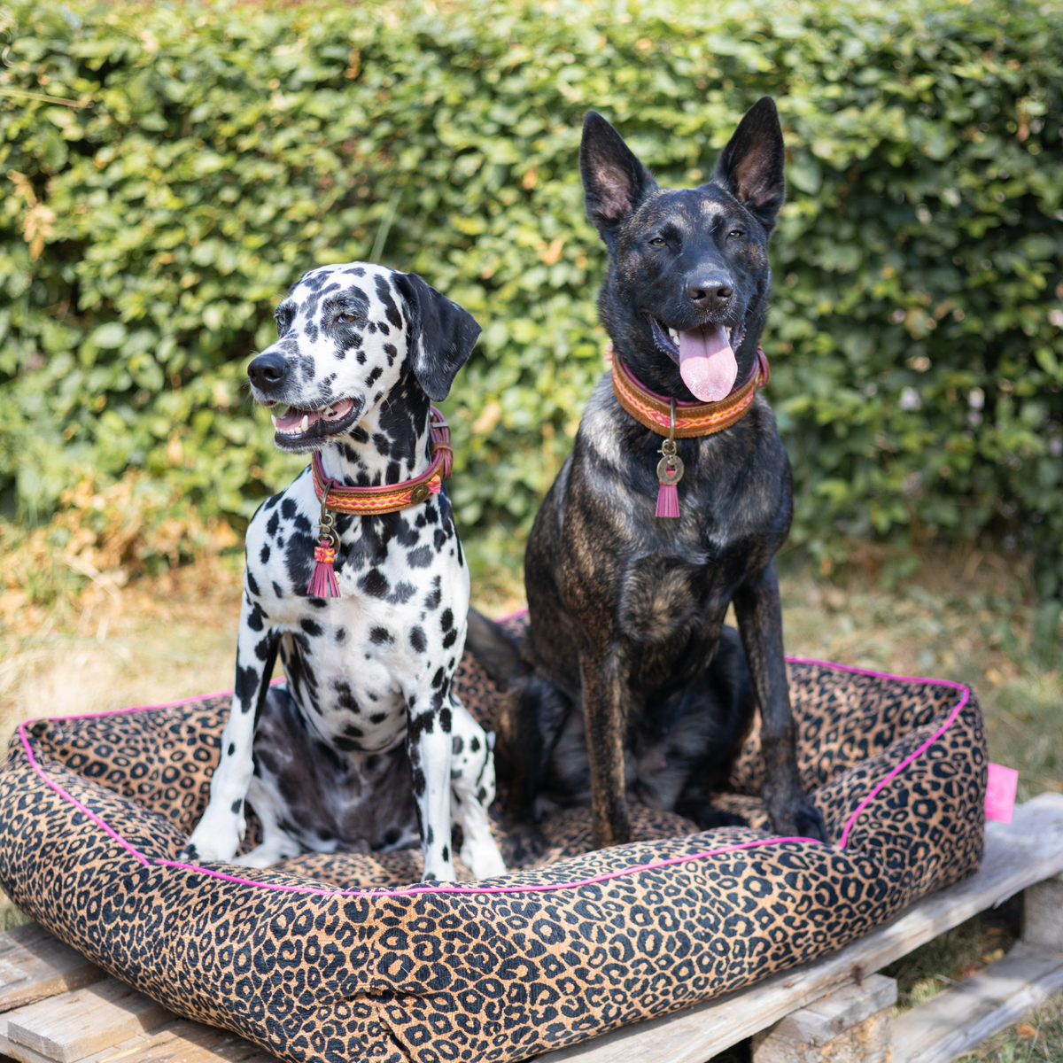 Dalmatiër en Hollandse herder met Yuki halsbanden zitten op een luipaardprint hondenmand