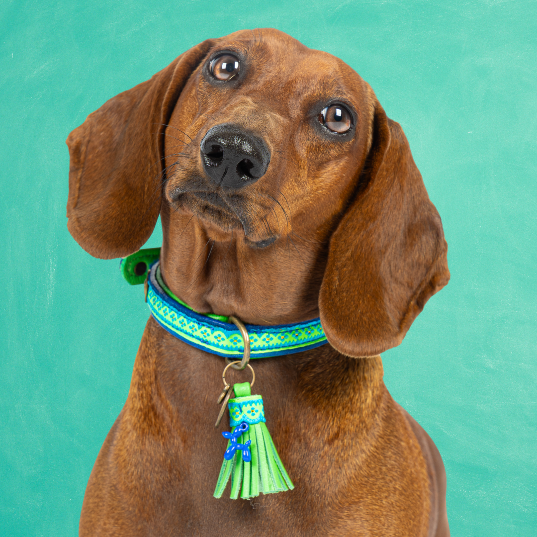 Zula hondenhalsband maat S 2 cm, kobaltblauwe vacht met felgroene leren voering en bohemian band, groen kwastje met blauw balloon dog bedeltje
